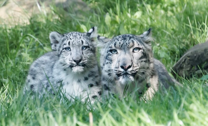 Two snow leopard cubs in grass