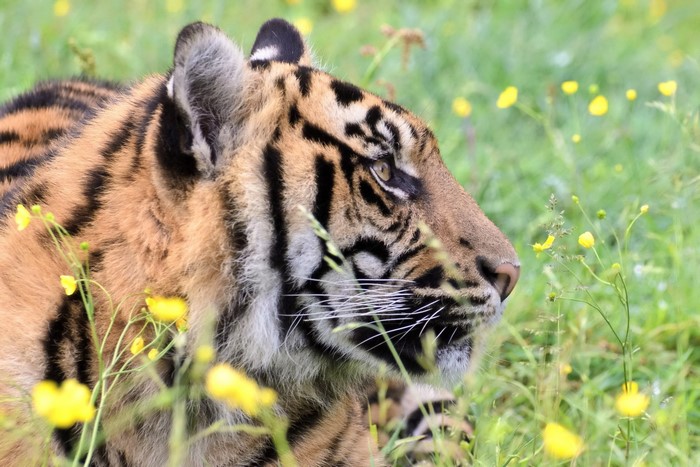 Tiger in a field of yellow flowers