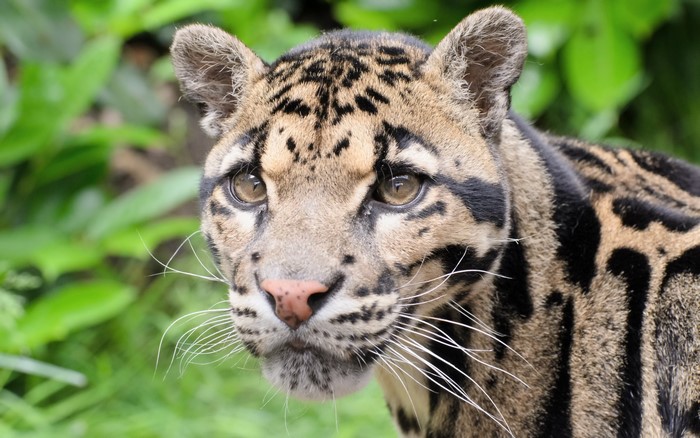 Clouded leopard with distinctive markings