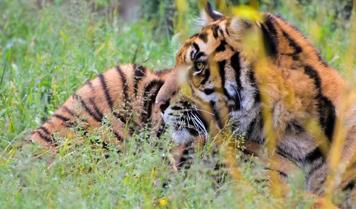 Tiger lying in green grass