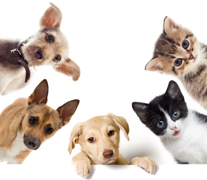 Four puppies and kittens peeking over a white surface