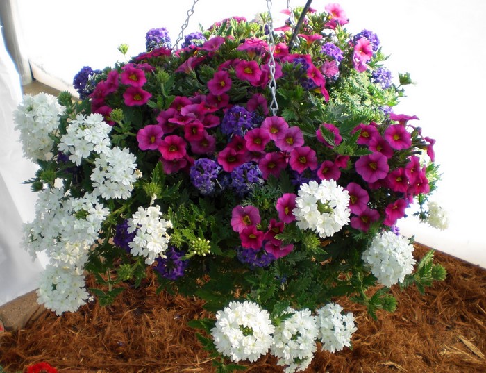 Hanging basket with white, purple, and pink flowers
