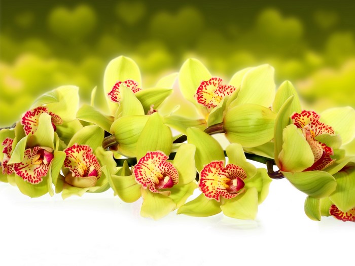 Close-up of yellow orchids with red spots