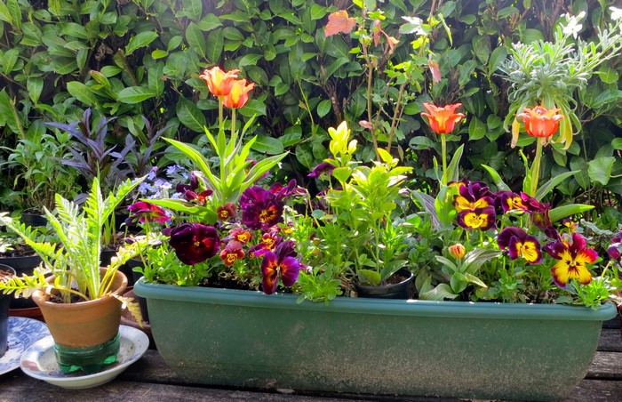 Colorful tulips and pansies in a garden planter