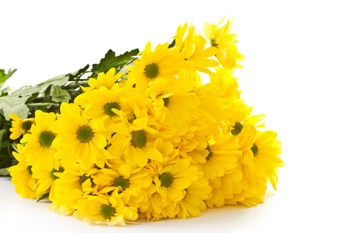 Many yellow chrysanthemums