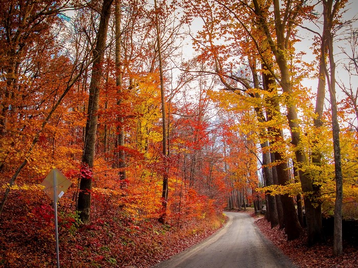 Autumn forest road with colorful foliage
