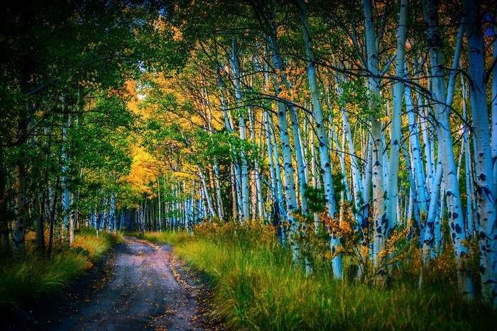 Autumn forest path with birch trees