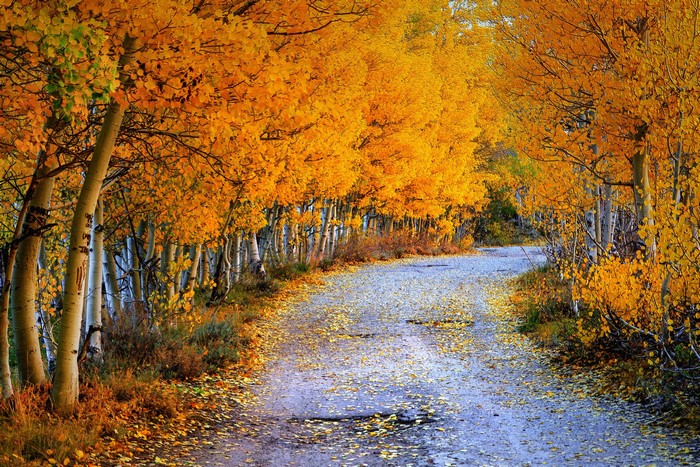 Autumn road lined with golden birch trees