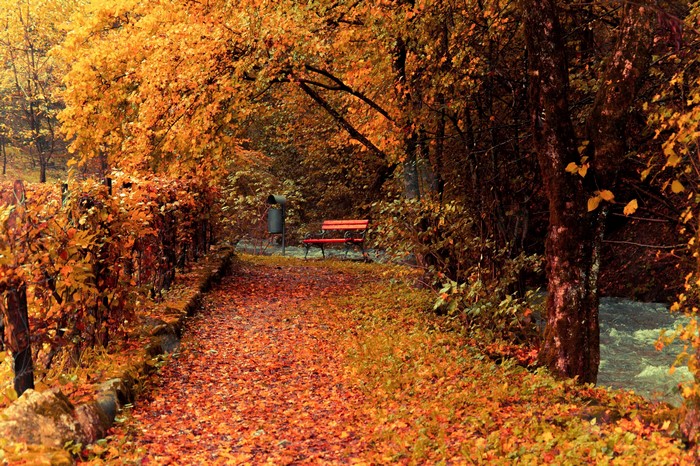 Autumn park path with fallen leaves and a bench