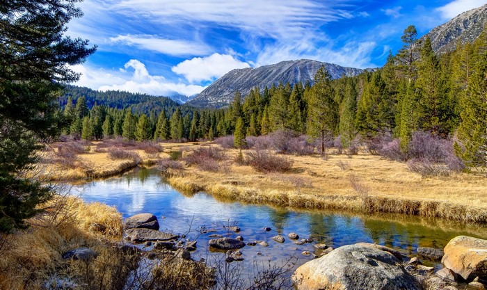 Mountain stream flowing through a forest meadow