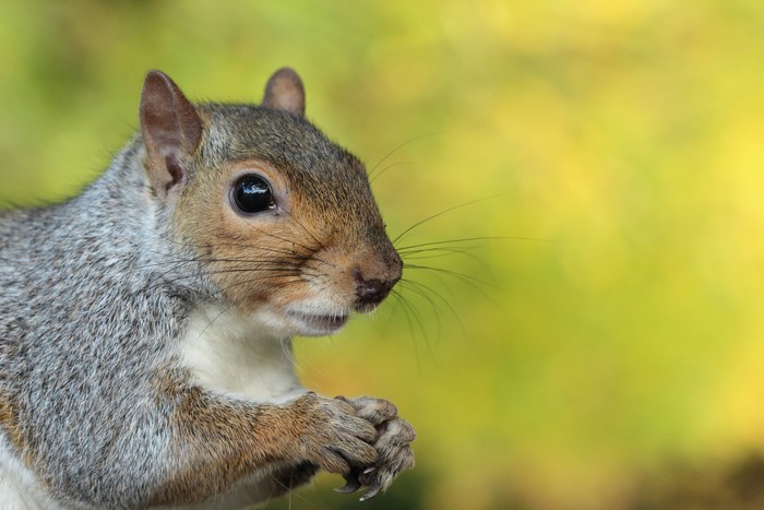 Close-up of a grey squirrel holding food