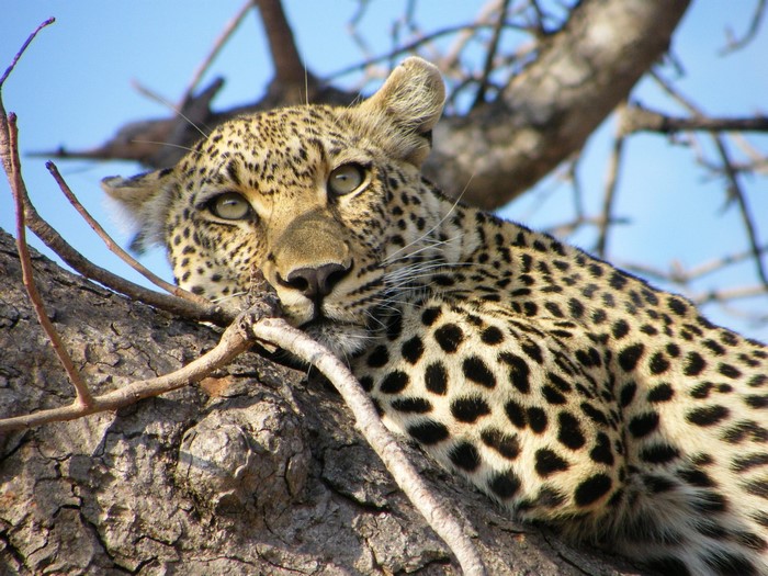 Leopard resting on a tree branch