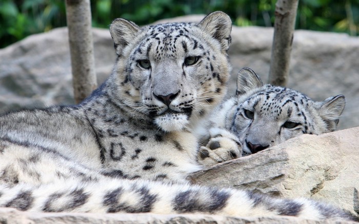 Two snow leopards resting on rocks