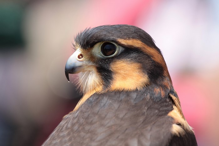 Aplomado Falcon bird close-up