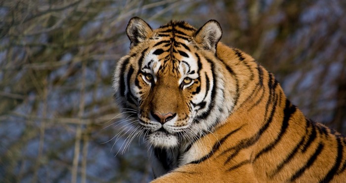 Tiger looking forward with intense gaze