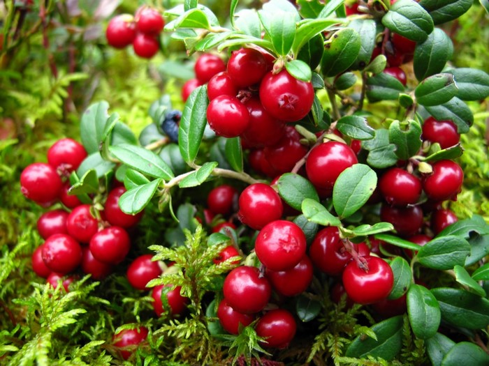 Lingonberries on a mossy forest floor