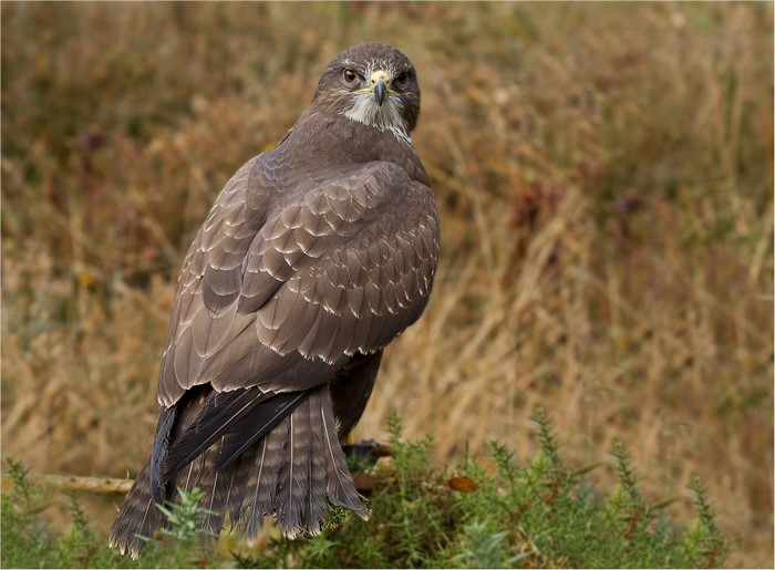 A brown hawk with white markings on its chest looks back.