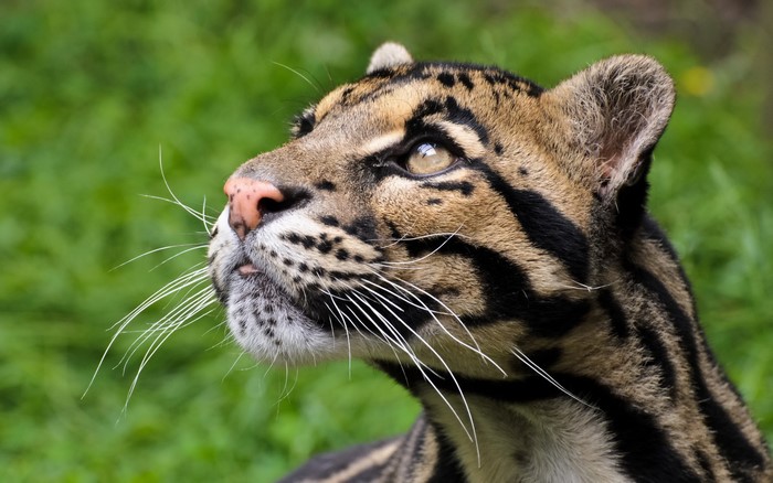 Clouded leopard looking up with long whiskers