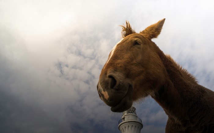 Horse with lighthouse and cloudy sky