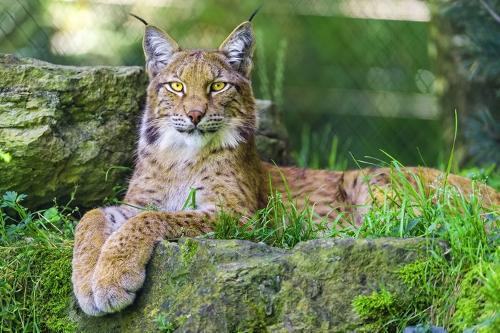 Lynx lying on rocks with green grass