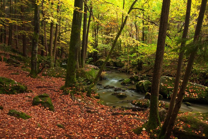 Autumn forest with a stream and fallen leaves in Bavaria, Germany