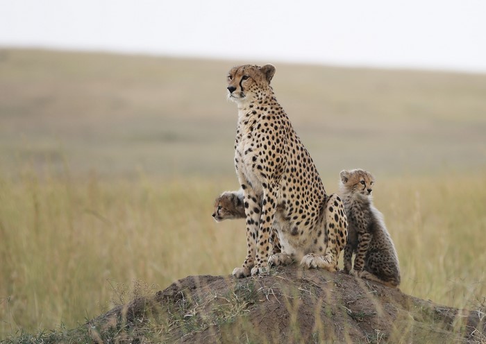 Mother cheetah with two cubs on a mound