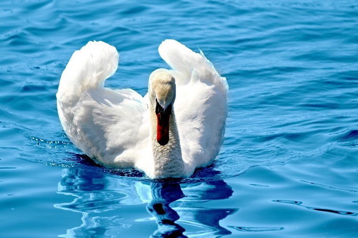 White swan swimming in blue water