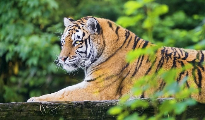 Tiger lying on a log in a forest