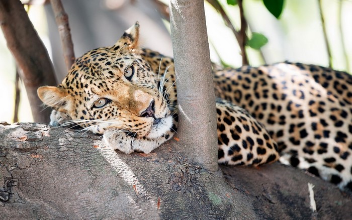 Leopard resting on a tree trunk