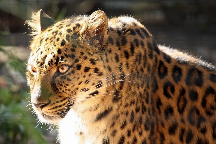 Leopard with spotted fur and amber eyes
