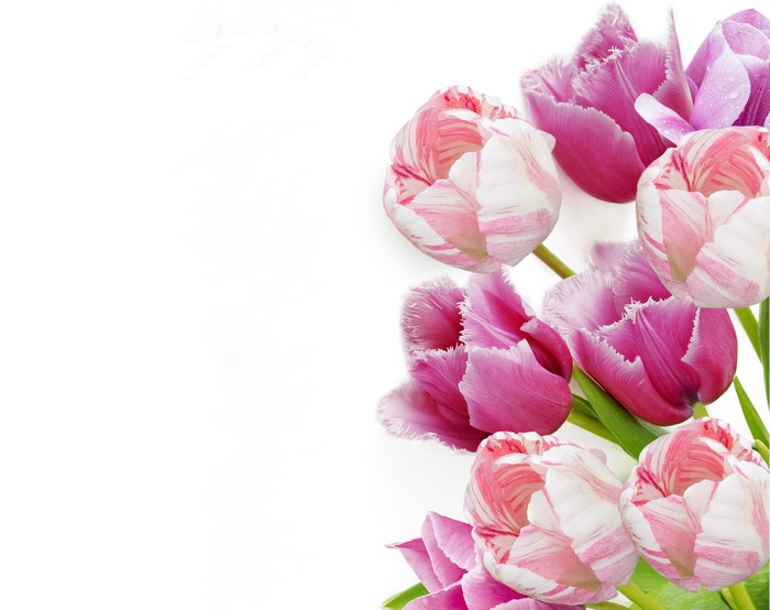 Pink and White Tulips