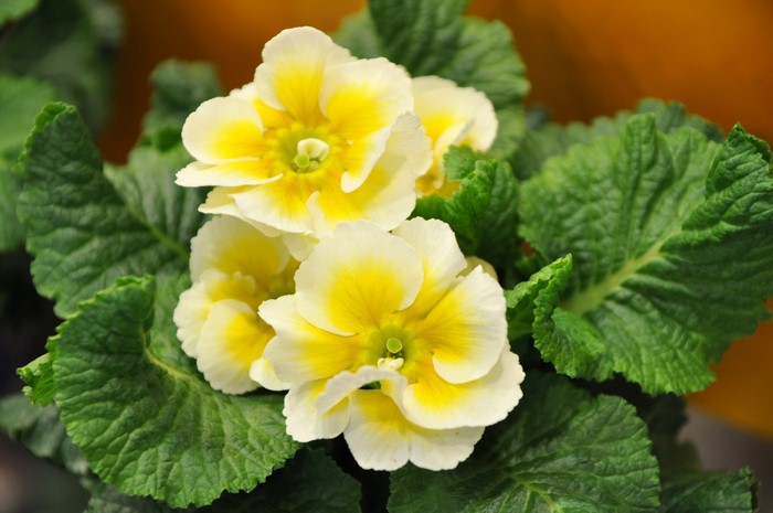 Yellow and white primula flowers with green leaves
