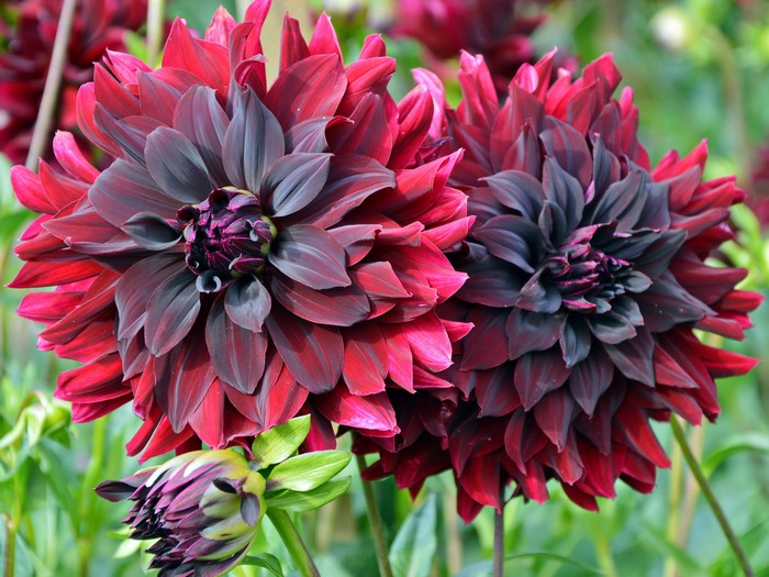 Two dark red dahlias with a bud