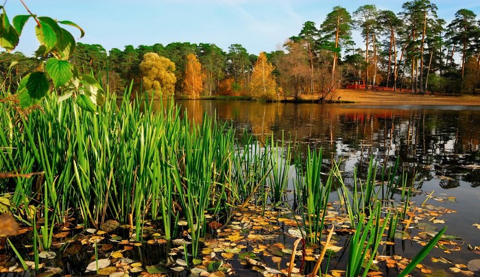 Autumn lake with reeds and forest reflection