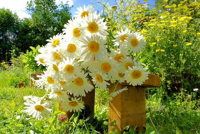 Bouquet of white daisies on a wooden stand in a garden