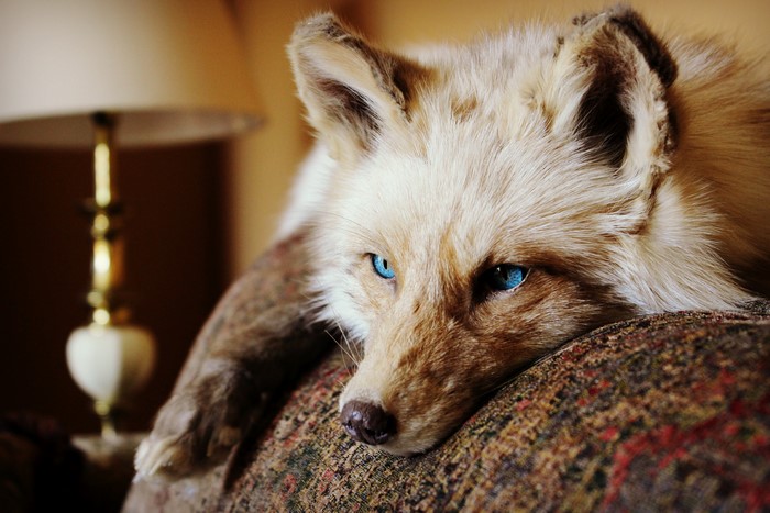 Close-up of a fox with blue eyes