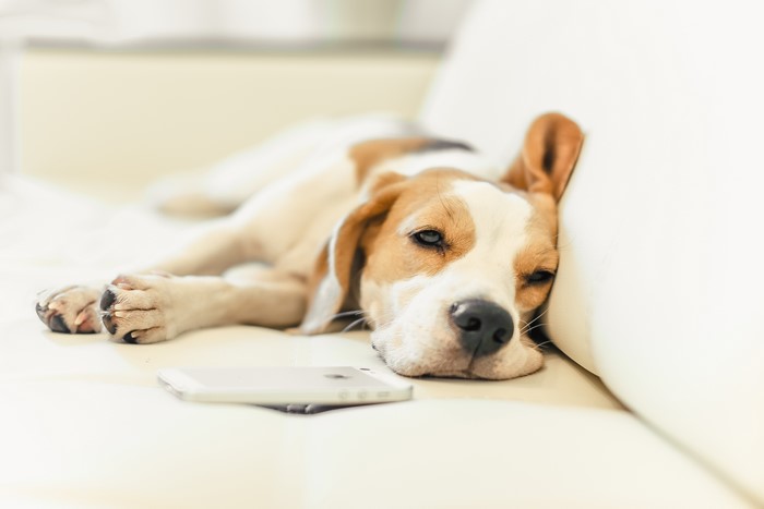 Beagle dog lying on a couch with a smartphone