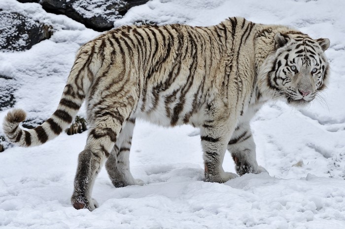White tiger standing in the snow