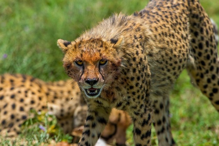 Cheetahs in a grassy field