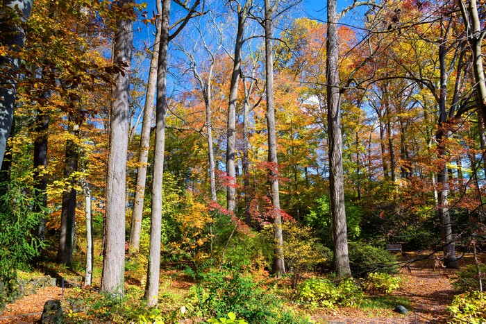 Autumn forest with colorful trees and fallen leaves