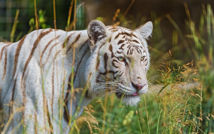 White tiger with brown stripes in tall grass