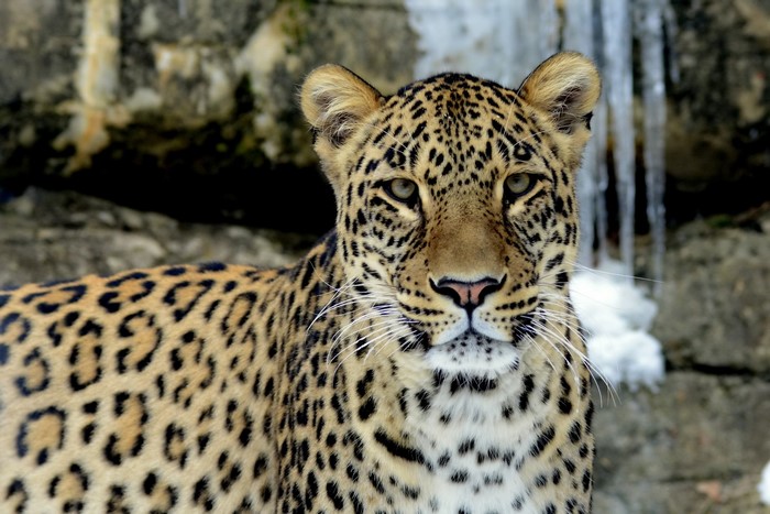 Leopard looking forward with icicles in background