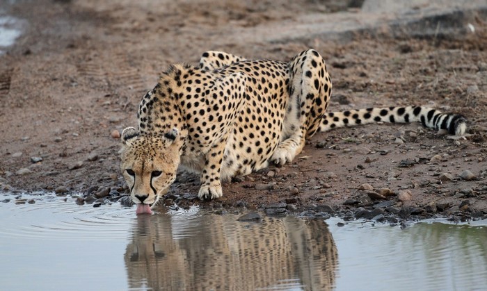 Cheetah drinking water from a puddle