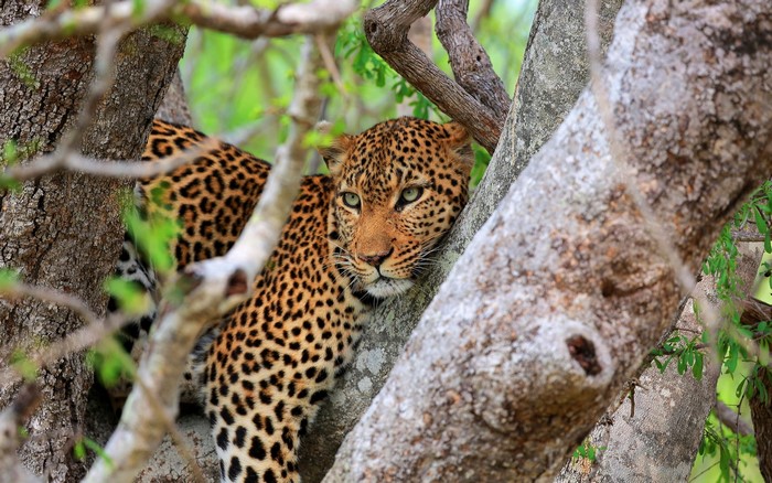 Leopard resting on tree branches