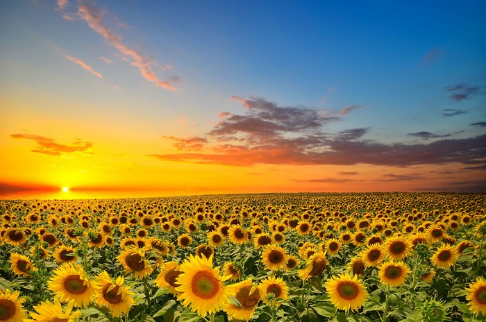 Field of Sunflowers at Sunset