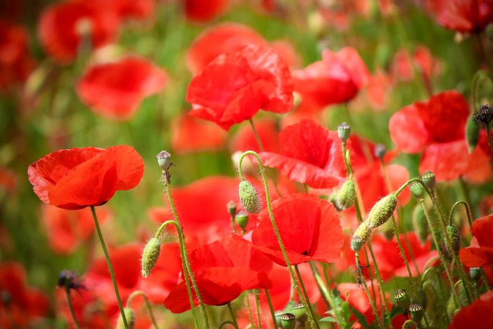 Field of Red Poppies