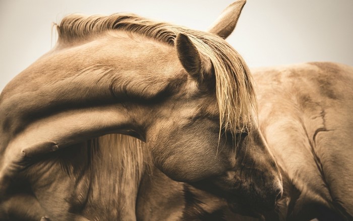 Close-up of a horse's head and neck