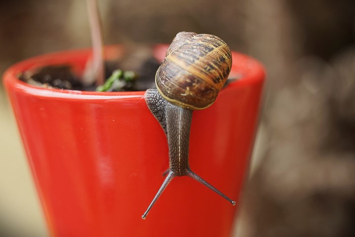 Snail on a Red Flower Pot