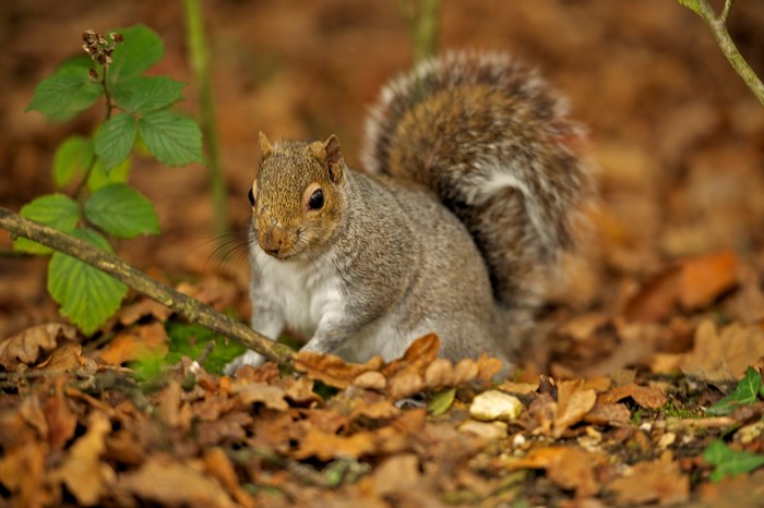 A squirrel sits on the forest floor among fallen leaves