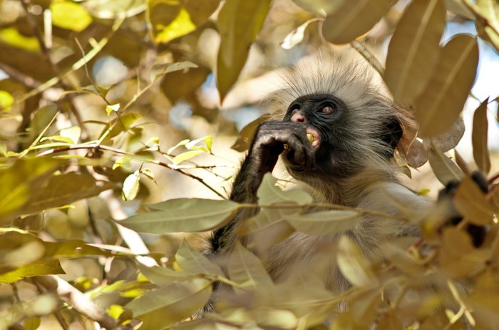 Red Colobus Monkey Eating Fruit in Tree